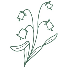 hydrosol vs essential oil