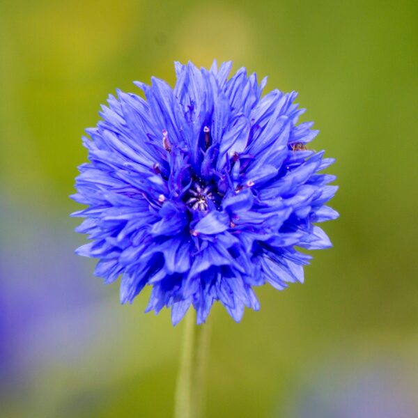 Hydrolat de bleuet - Image 2