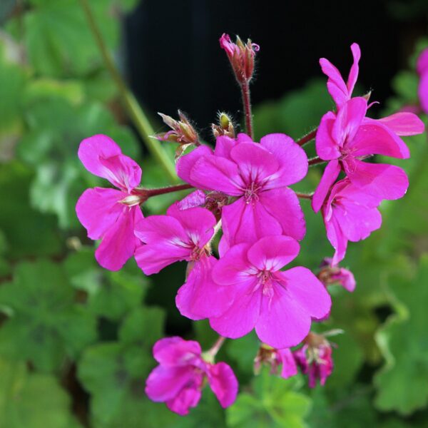 Hydrolat de géranium - Image 2