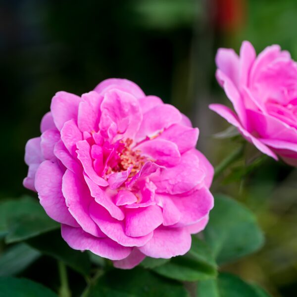 Hydrolat de rose - Image 2