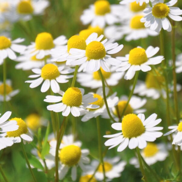 Hydrolat de camomille - Image 2