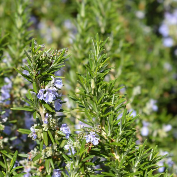 Hydrolat de romarin - Image 2